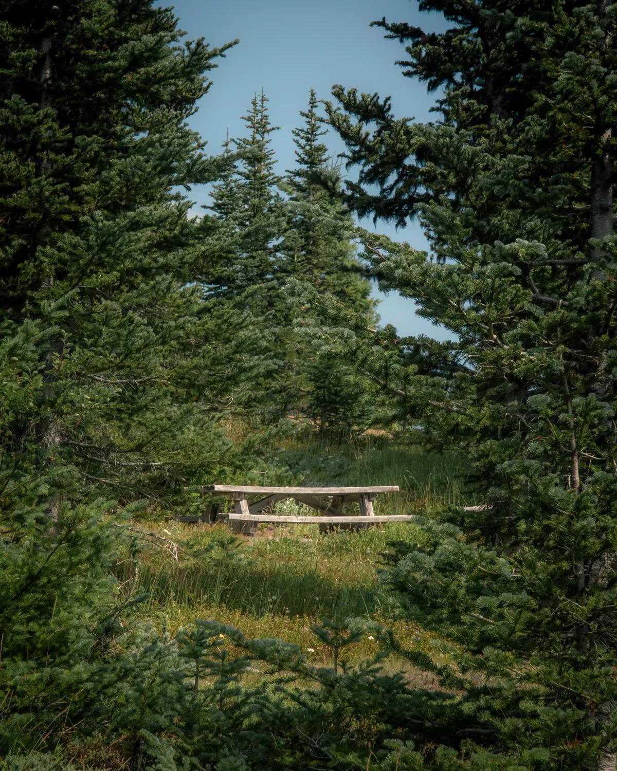 A rustic wooden picnic table in a grassy clearing surrounded by young evergreens under a clear sky.