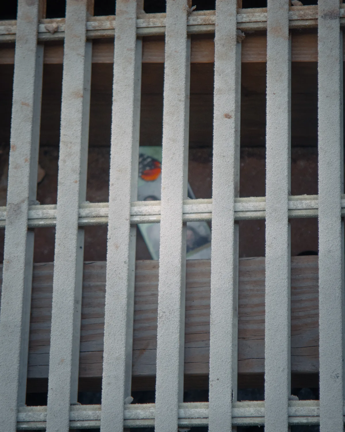 A weathered white wooden grate, its vertical slats partly hiding a small colourful object wedged in the timber structure behind.