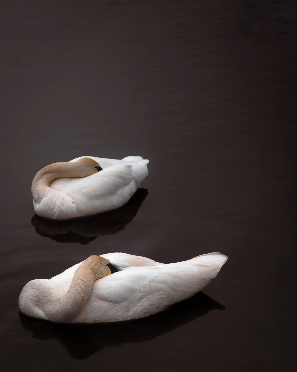 Two white swans asleep on dark, still water, each with its head tucked into its back, softly mirrored below.